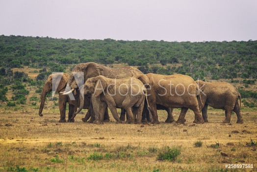 Picture of Herd of african elephants in Addo National park South Africa